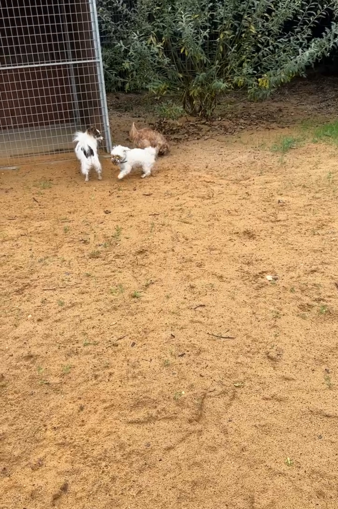 Sozialkontakt für kleine Hunde