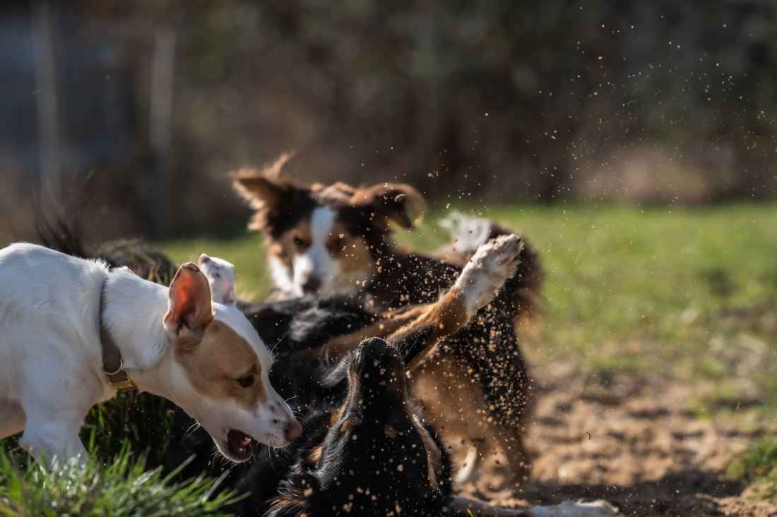 Dogmatch Sozialkontakt